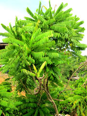 Averrhoa bilimbi