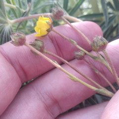 Potentilla ranunculoides