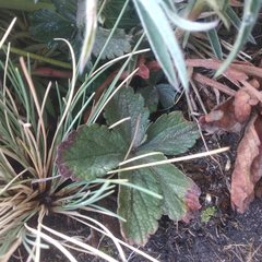 Potentilla ranunculoides