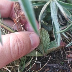 Potentilla ranunculoides