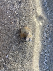 Notocochlis chemnitzii