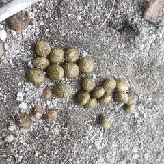 Sylvilagus cunicularius