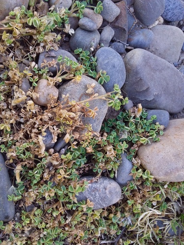 Oxalis bisfracta (Oxalis bisfracta)