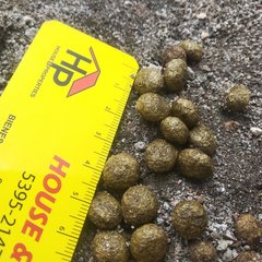 Sylvilagus cunicularius