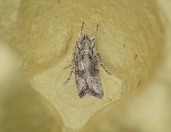 Ichneutica mutans