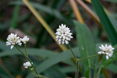 Persicaria stelligera