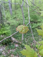 Vasates aceriscrumena