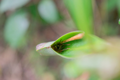 Neometrypus aculeatus