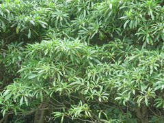Rauvolfia