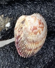 Dallocardia senticosa