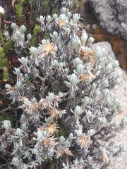 Gnaphaliothamnus lavandulifolius