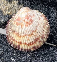 Dallocardia senticosa