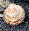 Panama Thorny Cockle - Photo (c) Juan Manuel de Roux, some rights reserved (CC BY-NC), uploaded by Juan Manuel de Roux