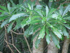 Rauvolfia