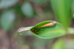 Neometrypus aculeatus