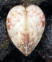 Dallocardia senticosa