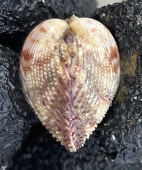 Dallocardia senticosa