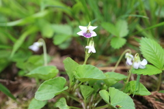 Viola arcuata