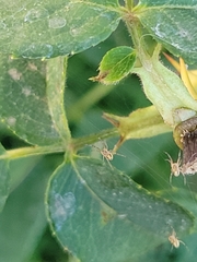 Araneae
