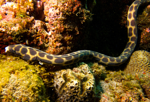 Tiger Snake Eel
