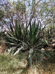 Furcraea cabuya