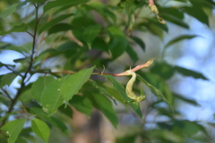 Taphrina farlowii