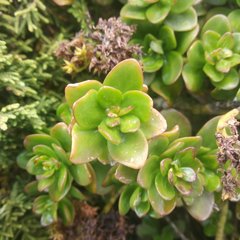 Sedum confusum