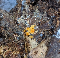 Arachnopeziza aurelia