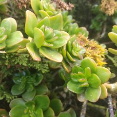 Sedum confusum