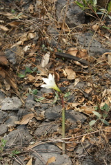 Zephyranthes alba
