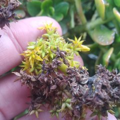 Sedum confusum