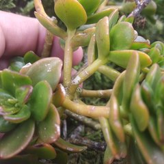 Sedum confusum