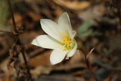 Zephyranthes alba