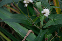 Persicaria stelligera
