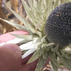Eryngium proteiflorum