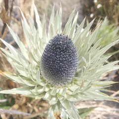 Eryngium proteiflorum