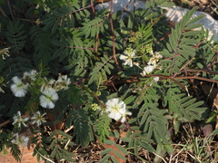 Acaciella
