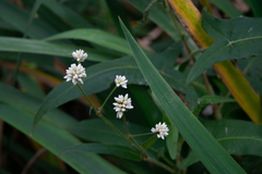 Persicaria stelligera
