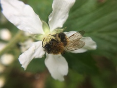 Andrena milwaukeensis