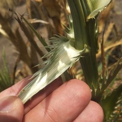 Eryngium proteiflorum