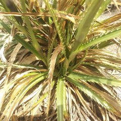 Eryngium proteiflorum