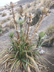 Eryngium proteiflorum
