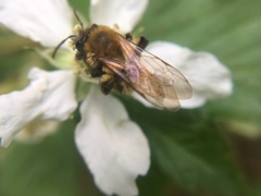 Andrena milwaukeensis