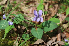 Viola japonica