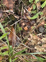 Mitrastemon yamamotoi