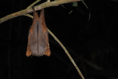 Common Tube-Nosed Fruit Bat photo 3