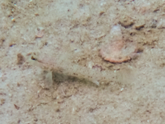 Istigobius