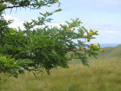 Vachellia natalitia