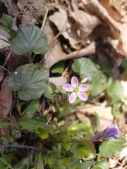Claytonia caroliniana