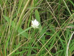 Cyperus niveus leucocephalus